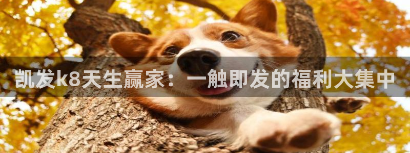 凯发k8登录
